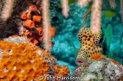 Trunk Fish by John Harrison 